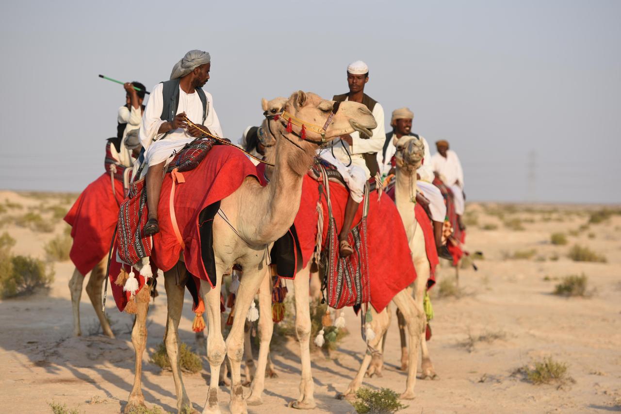 انطلاق أبناء الأحساء بالإبل لبحيرة الأصفر لنثر البذور