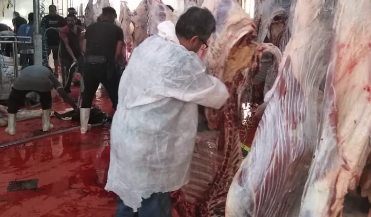 بيطرى البحر الأحمر ترفع درجة الاستعداد لعيد الاضحى 8 مجازر بكافة مدن المحافظة وغرف عمليات لمتابعة الأعمال خلال أيام عيد الأضحى