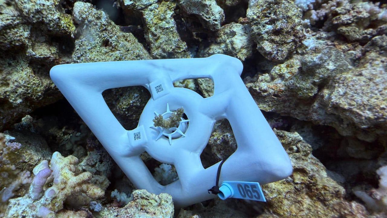 “شمس” تطلق مبادرة “تبنّى مرجانًا” لإشراك المجتمع في ترميم الشعاب المرجانية بالبحر الأحمر