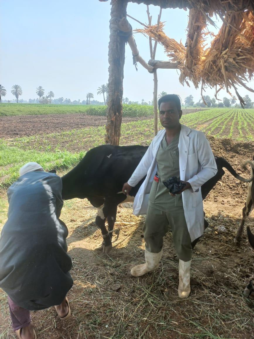 “الزراعة”: تحصين أكثر من 824 ألف رأس ماشية و1700 ندوة إرشادية خلال الأسبوع الأول للحملة القومية للتحصين