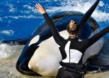 حقيقة مقتل “جيسيكا رادكليف ” علي يد حوت الأوركا