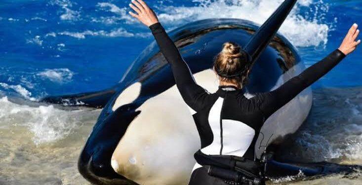 حقيقة مقتل “جيسيكا رادكليف ” علي يد حوت الأوركا