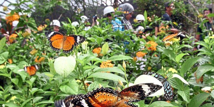 ماليزيا … رحلات الطبيعة للاحتفال بسياحة الفراشات ضمن مبادرة زيارة ماليزيا