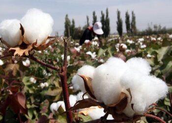 القطن محصول استراتيجي في طاجيكستان.