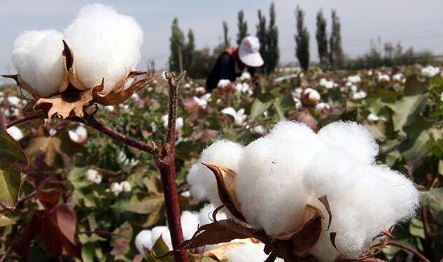 القطن محصول استراتيجي في طاجيكستان.