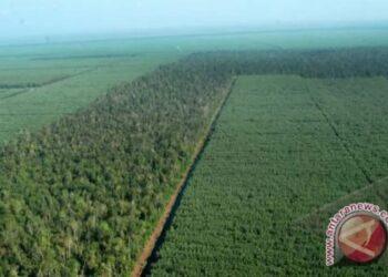 وزير إندونيسي : بلادنا تدعم مزارع الأخشاب لإنتاج الطاقة المتجددة