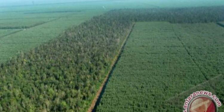 وزير إندونيسي : بلادنا تدعم مزارع الأخشاب لإنتاج الطاقة المتجددة