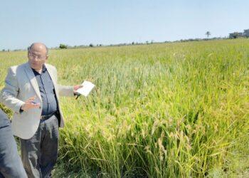 وكيل وزارة الزراعة بالبحيرة يقوم بجولة تفقدية على زراعات الذرة والأرز