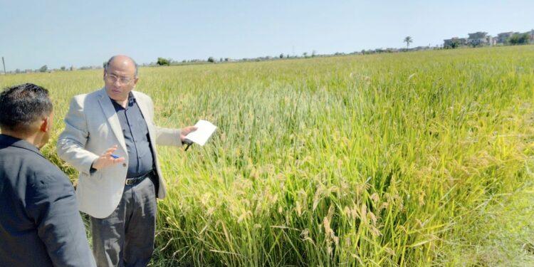 وكيل وزارة الزراعة بالبحيرة يقوم بجولة تفقدية على زراعات الذرة والأرز