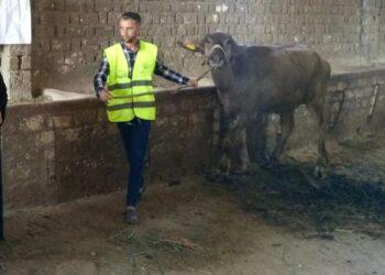 الأورمان تُسلم 10,798 رأس ماشية للأسر الأولى بالرعاية بقرى ومراكز بني سويف