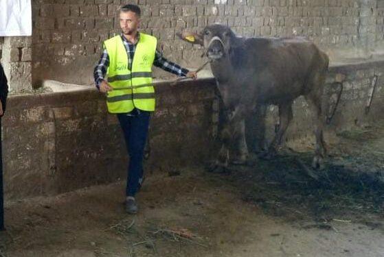 الأورمان تُسلم 10,798 رأس ماشية للأسر الأولى بالرعاية بقرى ومراكز بني سويف