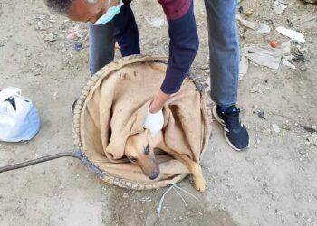 بالصور…مديرية الطب البيطري بشمال سيناء تصدر بيانها الاعلامى بخصوص ماتعرض له احد الاطفال من هجوم الكلاب الضالة عليه بمركز ومدينة الشيخ زويد.