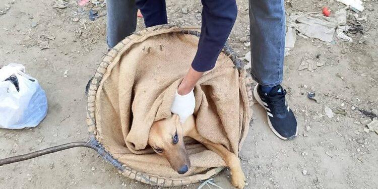 بالصور…مديرية الطب البيطري بشمال سيناء تصدر بيانها الاعلامى بخصوص ماتعرض له احد الاطفال من هجوم الكلاب الضالة عليه بمركز ومدينة الشيخ زويد.