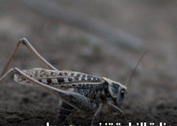 مديرية الزراعة بشمال سيناء تنفى اشاعة ظهور الجراد الصحراوي بقرية الميدان .