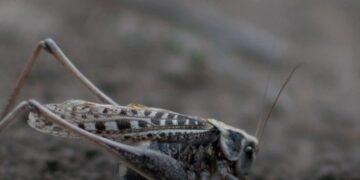 مديرية الزراعة بشمال سيناء تنفى اشاعة ظهور الجراد الصحراوي بقرية الميدان .