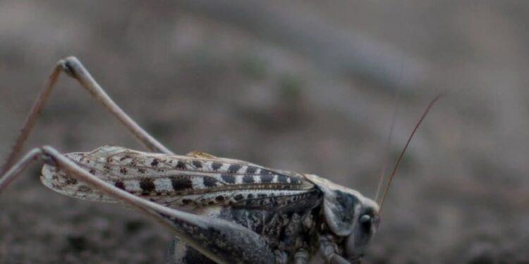 مديرية الزراعة بشمال سيناء تنفى اشاعة ظهور الجراد الصحراوي بقرية الميدان .