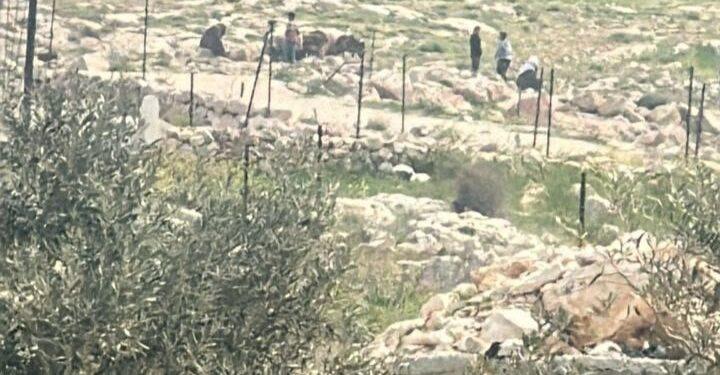 اعتداء جديد لمليشيات المستوطنين على راعٍ فلسطيني جنوب شرق بيت لحم