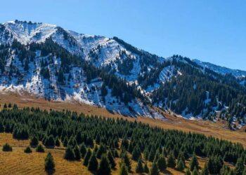 كازاخستان تطلق مشروع “أحزمة الغابات الواقية” لمكافحة التصحر وحماية البيئة