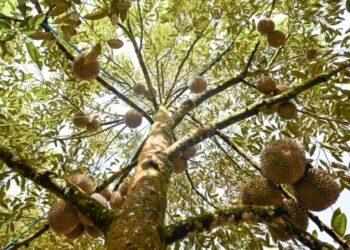 سياحة الدوريان في ماليزيا تشهد نموًا متزايدًا