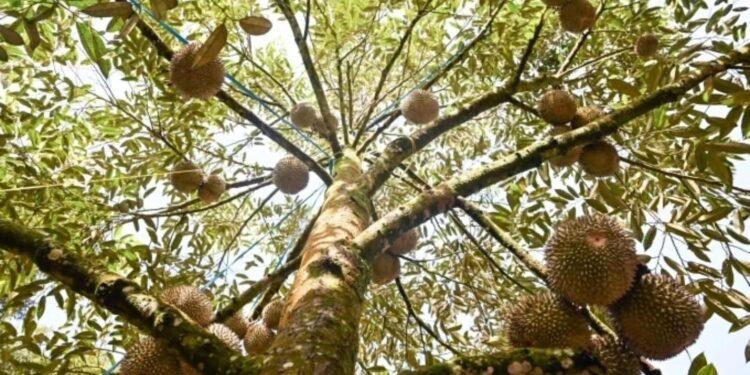 سياحة الدوريان في ماليزيا تشهد نموًا متزايدًا