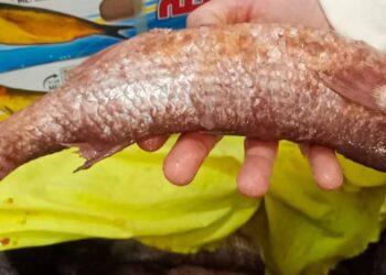 تموين شبين القناطر يشن هجوماً على محلات الأسماك قبل شم النسيم