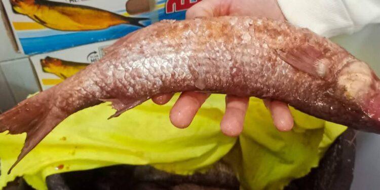 تموين شبين القناطر يشن هجوماً على محلات الأسماك قبل شم النسيم