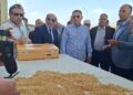 زيادة الإنتاج المحلي من القمح تسهم في خفض الاعتماد على الاستيراد