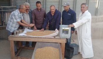 توريد 9 آلاف طن قمح لصوامع المنوفية منذ بدء الموسم