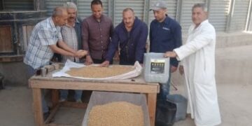توريد 9 آلاف طن قمح لصوامع المنوفية منذ بدء الموسم