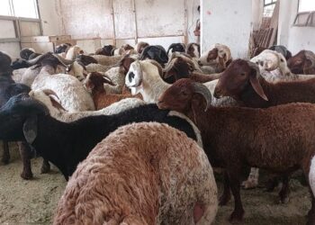 زراعة البحر الأحمر تعلن توفير خراف حية بسعر 235 جنيهًا للكيلو قائم