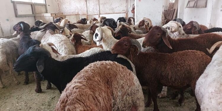 زراعة البحر الأحمر تعلن توفير خراف حية بسعر 235 جنيهًا للكيلو قائم