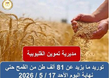 “الذهب الأصفر” بالقليوبية .. توريد ما يزيد عن ٨١ ألف طن قمح بالقليوبية حتي الآن .