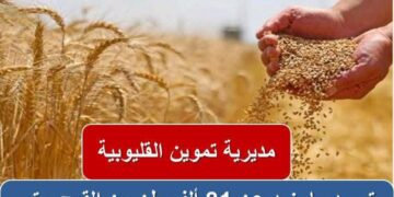 “الذهب الأصفر” بالقليوبية .. توريد ما يزيد عن ٨١ ألف طن قمح بالقليوبية حتي الآن .