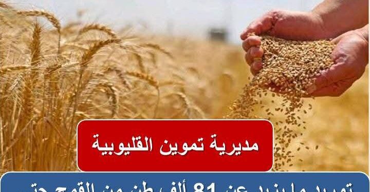 “الذهب الأصفر” بالقليوبية .. توريد ما يزيد عن ٨١ ألف طن قمح بالقليوبية حتي الآن .