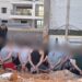 شرطة الاحتلال تعتقل 43 عاملًا فلسطينيًا من الضفة الغربية داخل ورشة بناء في الداخل المحتل